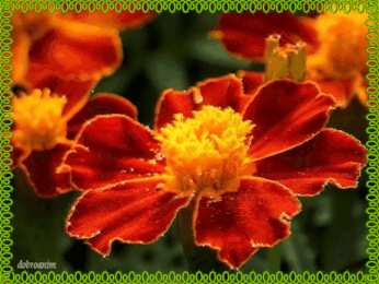 Открытки с бархатцами  Открытки с бархатцами онлайн бесплатно. Открытки с бархатцами скачать.