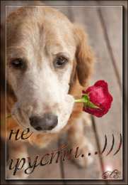 Открытки не грусти Открытки не грусти с пожеланиями скачать. Бесплатные Открытки не грусти.