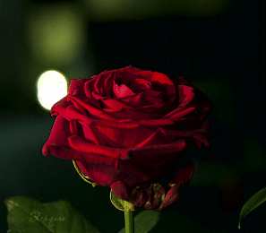 Открытки с распускающимися розами Открытки с распускающимися розами скачать бесплатно gif.      