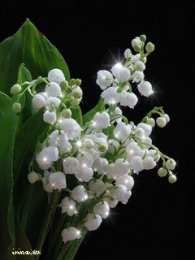 Открытки с ландышами  Открытки с ландышами скачать. Открытки с ландышами онлайн бесплатно.