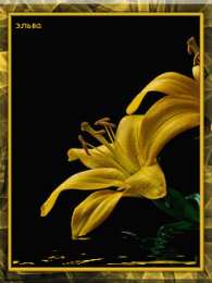 Открытки с желтыми лилиями  Открытки с желтыми лилиями gif. Открытки с желтыми лилиями скачать.