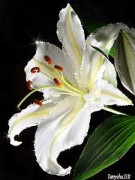 Открытки с белой лилией  Открытки с белой лилией скачать бесплатно. Открытки с белой лилией gif.