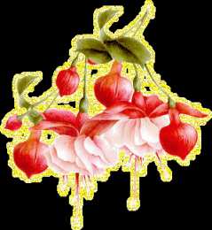 Открытки с фуксией Анимационные открытки с фуксией. Открытки с фуксией скачать бесплатно.