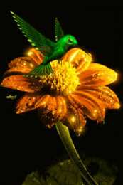 Открытки с колибри Открытки с колибри скачать бесплатно. Открытки с колибри онлайн.