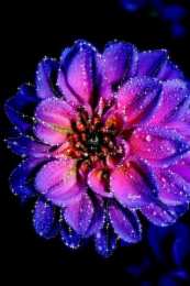 Открытки с георгинами  Открытки с георгинами скачать бесплатно. Открытки с георгинами онлайн.