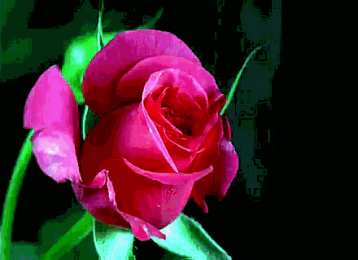 Открытки с распускающимися розами Открытки с распускающимися розами скачать бесплатно gif.      