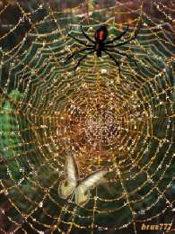 Открытки с паутиной  Открытки с паутиной с анимациями. Открытки с паутиной скачать.