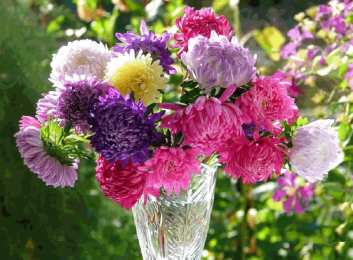 Открытки с астрами  Открытки с астрами скачать бесплатно. Открытки с астрами онлайн.