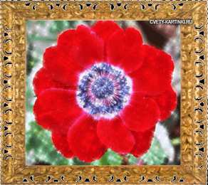 Открытки с анемонами  Открытки с анемонами скачать бесплатно. Открытки с анемонами онлайн.