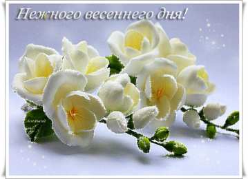 Открытки с фрезиями  Открытки с фрезиями gif. Открытки с фрезиями скачать бесплатно.