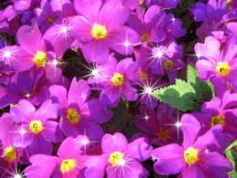 Открытки с флоксами  Открытки с флоксами анимационные. Открытки с флоксами скачать.