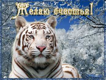 Открытки с белым тигром Открытки с белым тигром скачать. Открытки с белым тигром бесплатно.