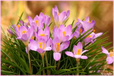 Открытки с крокусами  Открытки с крокусами скачать бесплатно. Открытки с крокусами онлайн.