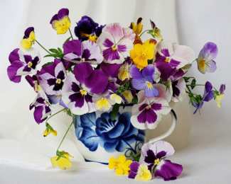 Открытки с разноцветными анютиными глазками  Открытки с разноцветными анютиными глазками скачать бесплатно.