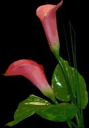 Открытки с каллами Открытки с каллами скачать бесплатно. Открытки с каллами онлайн.