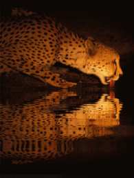 Открытки с леопардом Открытки с леопардом скачать. Открытки с леопардом бесплатно.