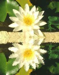 Открытки с лотосом  Открытки с лотосом анимационные. Блестящие открытки с лотосом.