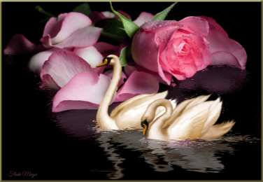 Открытки с лебедями  Открытки с лебедями скачать. Открытки с лебедями бесплатно. 