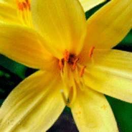 Открытки с желтыми лилиями  Открытки с желтыми лилиями gif. Открытки с желтыми лилиями скачать.