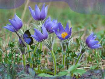 Открытки с прострелами  Открытки с прострелами скачать бесплатно. Открытки с прострелами gif.