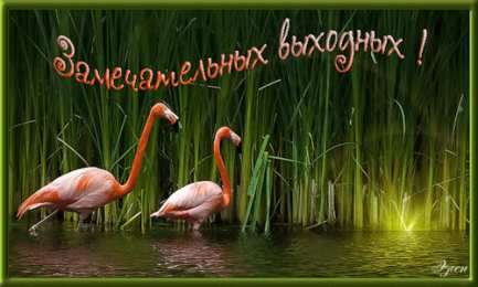 Открытки с фламинго Открытки с фламинго с анимациями. Открытки с фламинго скачать.