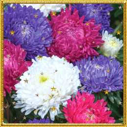 Открытки с астрами  Открытки с астрами скачать бесплатно. Открытки с астрами онлайн.