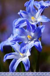 Открытки с пролесками  Открытки с пролесками скачать бесплатно. Открытки с пролесками онлайн.