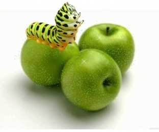 Открытки с фруктами Открытки с фруктами скачать бесплатно. Открытки с фруктами онлайн.