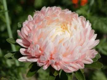 Открытки с астрами  Открытки с астрами скачать бесплатно. Открытки с астрами онлайн.