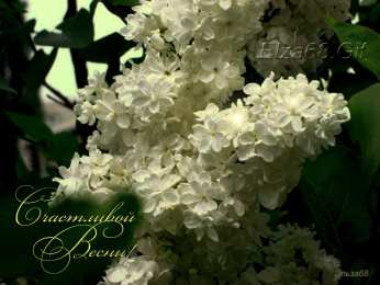 Открытки с белой сиренью  Открытки с белой сиренью анимационные. Открытки с белой сиренью gif.