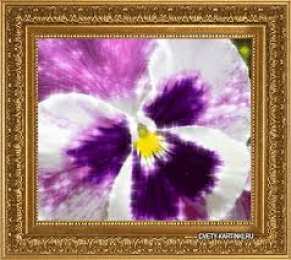 Открытки с фиолетовыми анютиными глазками  Открытки с фиолетовыми анютиными глазками скачать бесплатно.