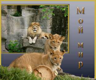 Открытки со львами  Открытки со львами скачать бесплатно. Открытки со львами gif. 