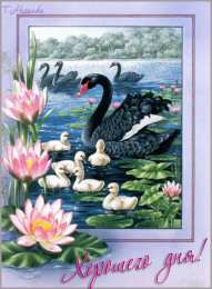 Открытки с лебедями  Открытки с лебедями скачать. Открытки с лебедями бесплатно. 