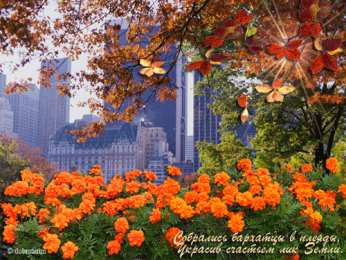 Открытки с бархатцами  Открытки с бархатцами онлайн бесплатно. Открытки с бархатцами скачать.