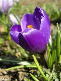 Открытки с крокусами  Открытки с крокусами скачать бесплатно. Открытки с крокусами онлайн.