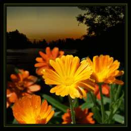 Открытки с календулой  Открытки с календулой скачать бесплатно. Открытки с календулой онлайн.