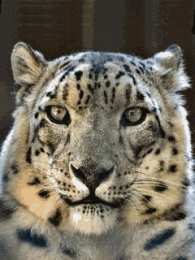 Открытки с леопардом Открытки с леопардом скачать. Открытки с леопардом бесплатно.