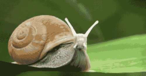 Открытки с улитками  Открытки с улитками скачать бесплатно. Открытки с улитками онлайн.