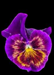 Открытки с фиолетовыми анютиными глазками  Открытки с фиолетовыми анютиными глазками скачать бесплатно.