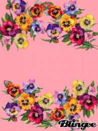 Открытки с разноцветными анютиными глазками  Открытки с разноцветными анютиными глазками скачать бесплатно.