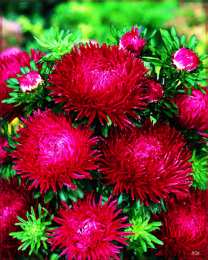 Открытки с астрами  Открытки с астрами скачать бесплатно. Открытки с астрами онлайн.