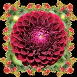 Открытки с георгинами  Открытки с георгинами скачать бесплатно. Открытки с георгинами онлайн.