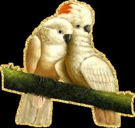Открытки с попугаями  Открытки с попугаями скачать. Открытки с попугаями бесплатно.
