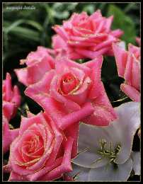 Открытки с розовыми розами Чудесные открытки с розовыми розами скачать бесплатно gif. 