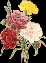 Открытки с гвоздиками  Открытки с гвоздиками скачать. Открытки с гвоздиками онлайн.