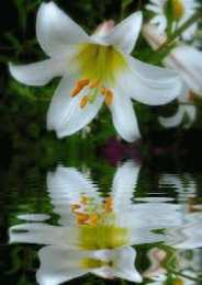 Открытки с белой лилией  Открытки с белой лилией скачать бесплатно. Открытки с белой лилией gif.