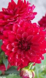 Открытки с георгинами  Открытки с георгинами скачать бесплатно. Открытки с георгинами онлайн.