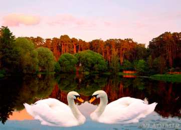 Открытки с лебедями  Открытки с лебедями скачать. Открытки с лебедями бесплатно. 