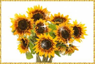 Открытки с подсолнухами Открытки с подсолнухами скачать бесплатно. Открытки с подсолнухами gif.