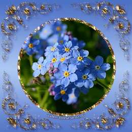 Открытки с незабудками  Открытки с незабудками бесплатно. Открытки с незабудками анимационные.